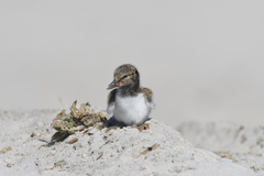 Haematopus palliatus