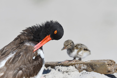 Haematopus palliatus