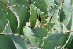 Agave potatorum