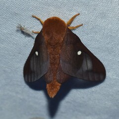 Anisota virginiensis