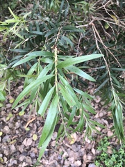 Melaleuca viminalis