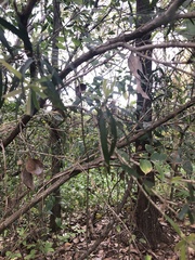 Melaleuca viminalis