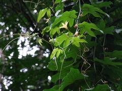 Coccinia grandiflora image