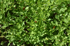 Vaccinium cespitosum