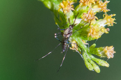 Aedes trivittatus