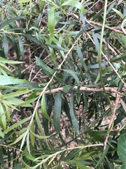 Melaleuca viminalis