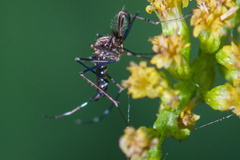 Aedes trivittatus