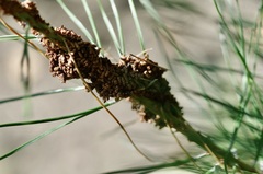 Acantholyda hieroglyphica