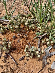 Blennospora drummondii