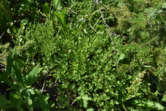 Vaccinium cespitosum