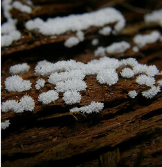 Ceratiomyxa fruticulosa