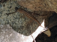 Sceloporus graciosus