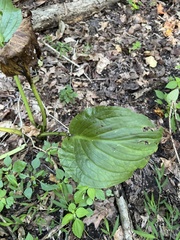 Symplocarpus foetidus