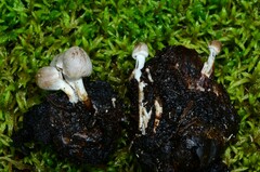 Asterophora parasitica