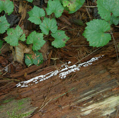 Ceratiomyxa fruticulosa