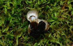 Asterophora parasitica