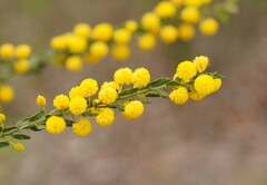 Acacia paradoxa