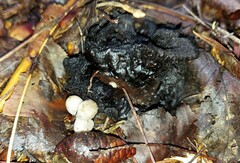 Asterophora parasitica