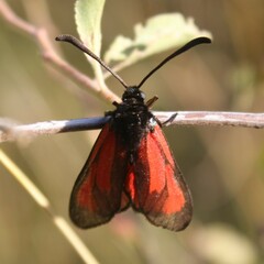 Zygaena erythrus