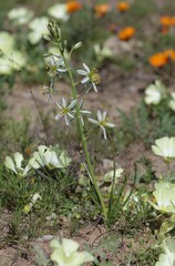 Albuca