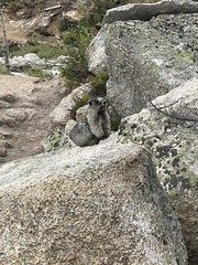 Marmota caligata