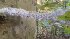 Grylloprociphilus imbricator