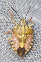 Carpocoris pudicus