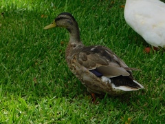 Anas platyrhynchos image