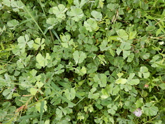 Marsilea macropoda