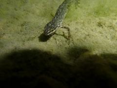 Lissotriton graecus