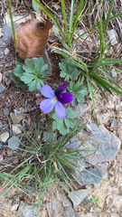 Viola pedata