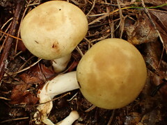 Cortinarius flavifolius