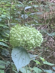 Hydrangea arborescens
