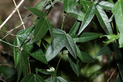 Passiflora suberosa