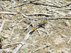 Erpetogomphus compositus