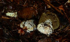 Cortinarius scaurus