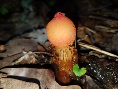 Calostoma cinnabarinum