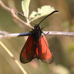 Zygaena erythrus