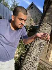 Thamnophis marcianus