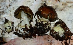 Cortinarius scaurus