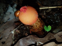 Calostoma cinnabarinum