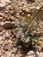 Chylismia multijuga