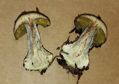 Cortinarius scaurus