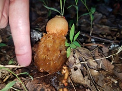 Calostoma cinnabarinum