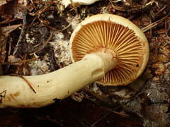 Cortinarius flavifolius