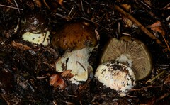 Cortinarius scaurus