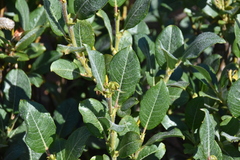Salix