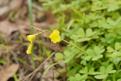Oxalis pes-caprae