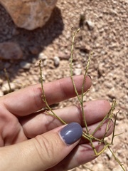 Chylismia multijuga