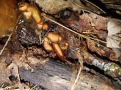 Calostoma cinnabarinum